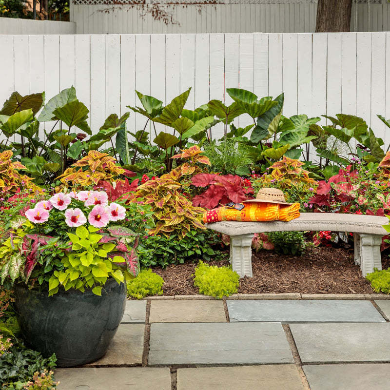 Hollywood Hibiscus™ America&