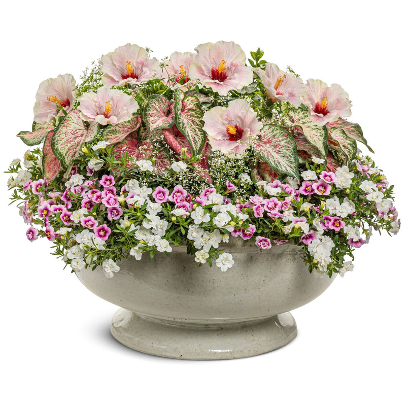 Hollywood Hibiscus™ America&