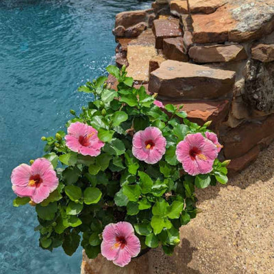 Hollywood Hibiscus™ America's Sweetheart™ Tropical Hibiscus (Hibiscus Rosa-sinensis)