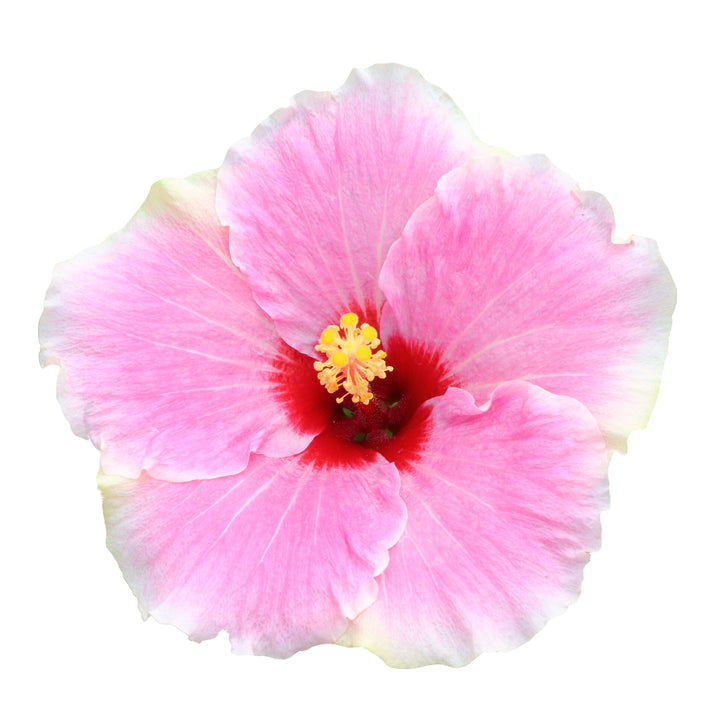 Hollywood Hibiscus® America&