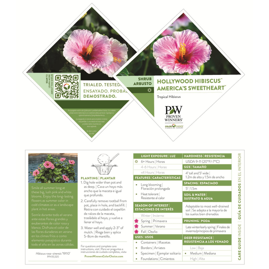 Hollywood Hibiscus® America&