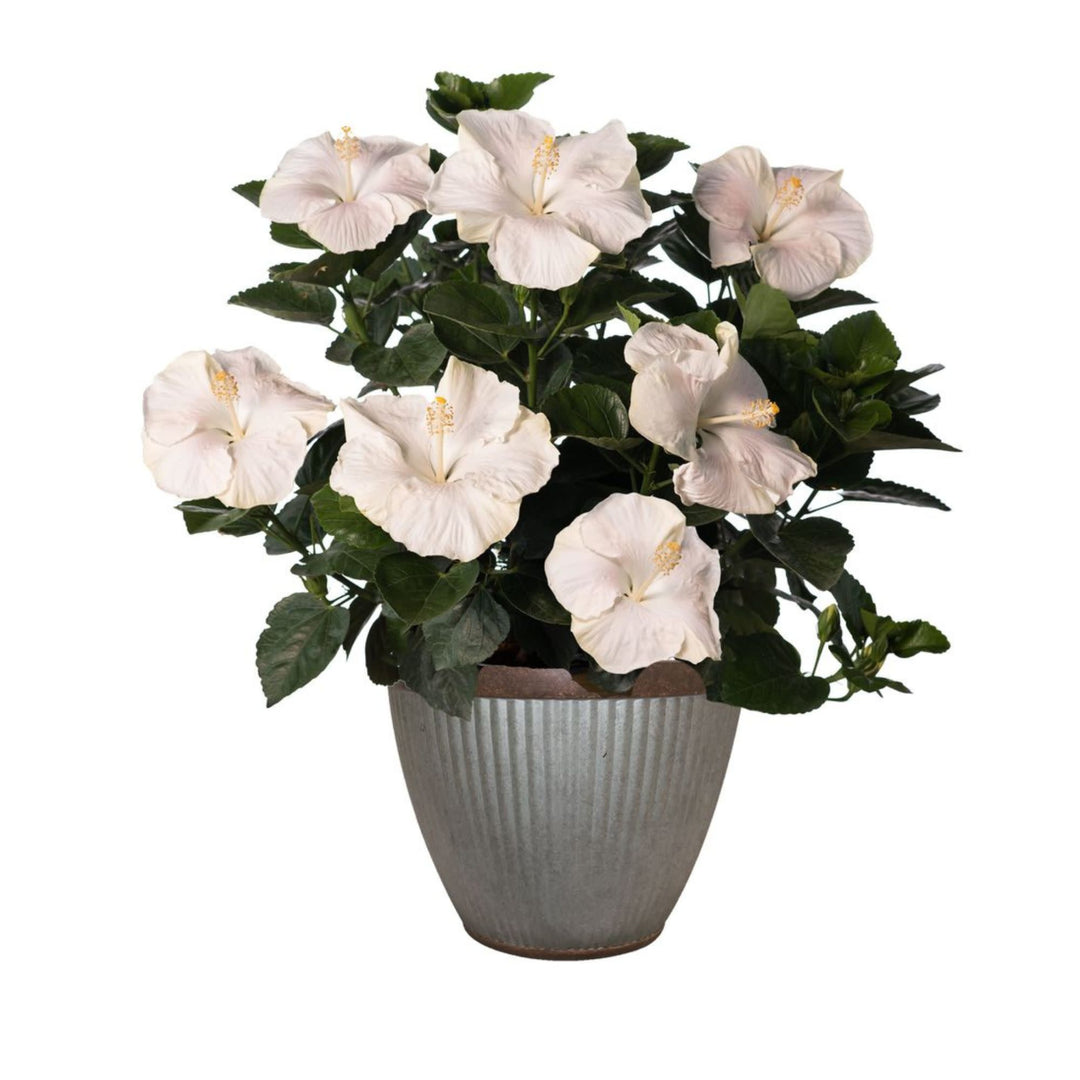 Hollywood Hibiscus® Earth Angel™ Tropical Hibiscus (Hibiscus rosa-sinensis)