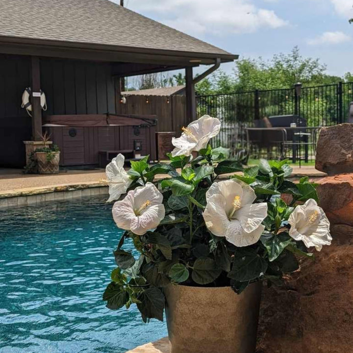 Hollywood Hibiscus® Earth Angel™ Tropical Hibiscus (Hibiscus rosa-sinensis)