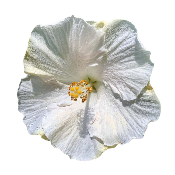 Tropical Hibiscus | Hollywood Hibiscus™ Earth Angel™ | Proven