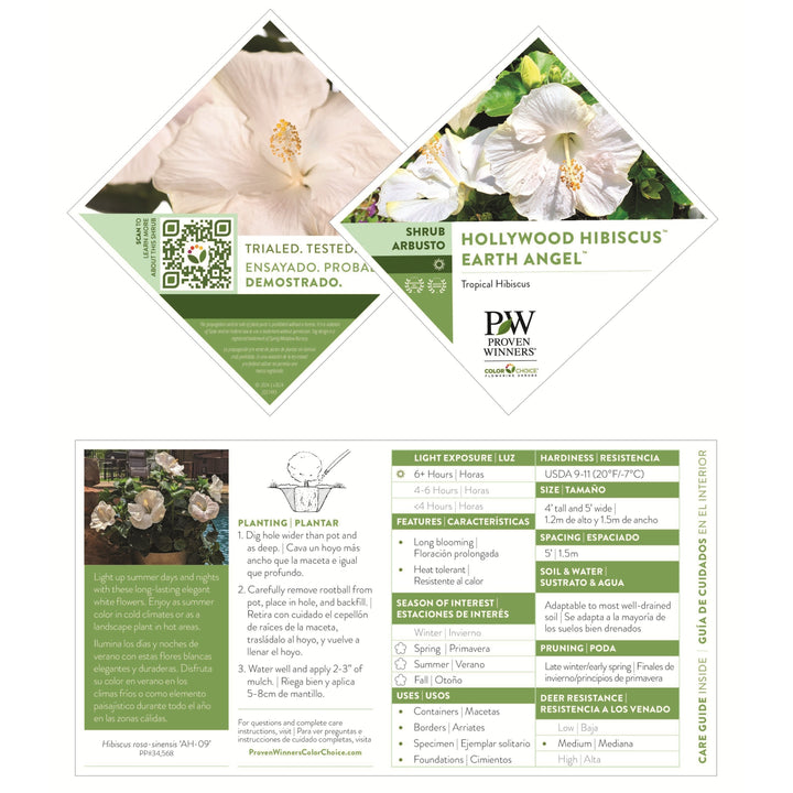 Tropical Hibiscus | Hollywood Hibiscus™ Earth Angel™ | Proven Tropical Hibiscus | Hollywood Hibiscus™ Earth Angel™ | Proven