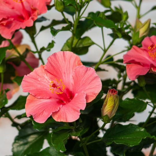 Hollywood Hibiscus™ First Lady™ Tropical Hibiscus (Hibiscus Rosa-sinensis)