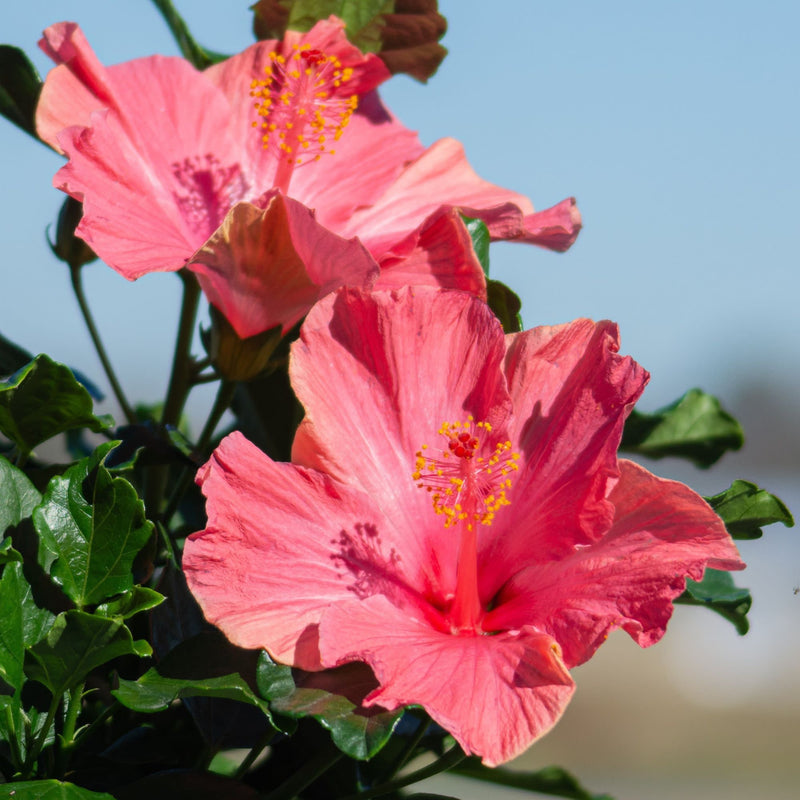 Hollywood Hibiscus™ First Lady™ Tropical Hibiscus (Hibiscus Rosa-sinensis)