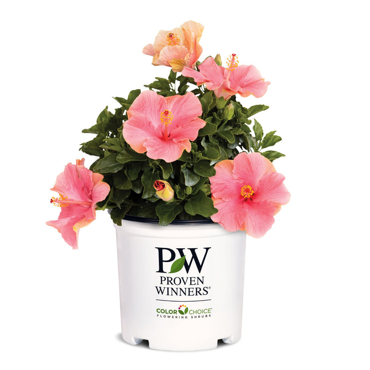 Hollywood Hibiscus® First Lady™ Tropical Hibiscus (Hibiscus rosa-sinensis)
