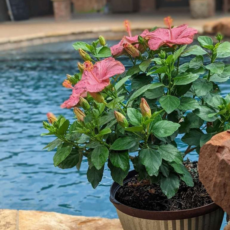 Hollywood Hibiscus™ First Lady™ Tropical Hibiscus (Hibiscus Rosa-sinensis)