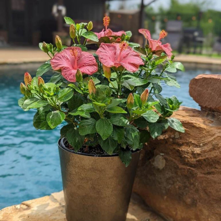 pot hibiscus plant Tropical Hibiscus | Hollywood Hibiscus First Lady