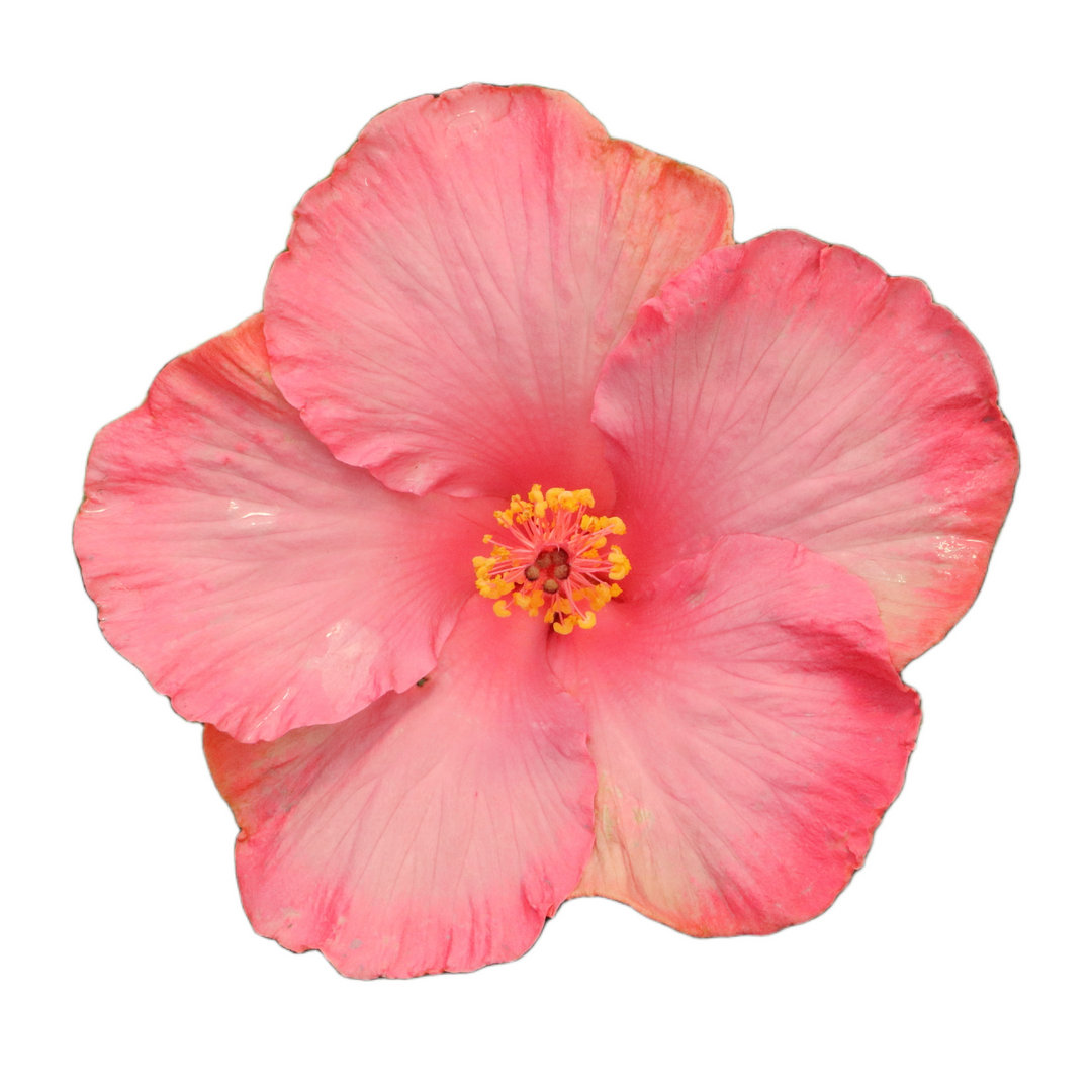 Hollywood Hibiscus® First Lady™ Tropical Hibiscus (Hibiscus rosa-sinensis)