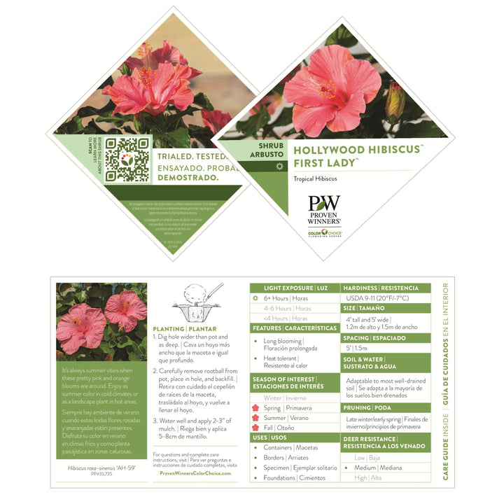 Hollywood Hibiscus® First Lady™ Tropical Hibiscus (Hibiscus rosa-sinensis)