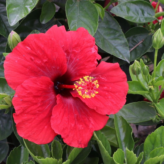 Hollywood Hibiscus™ Hot Shot™ Tropical Hibiscus (Hibiscus Rosa-sinensis)