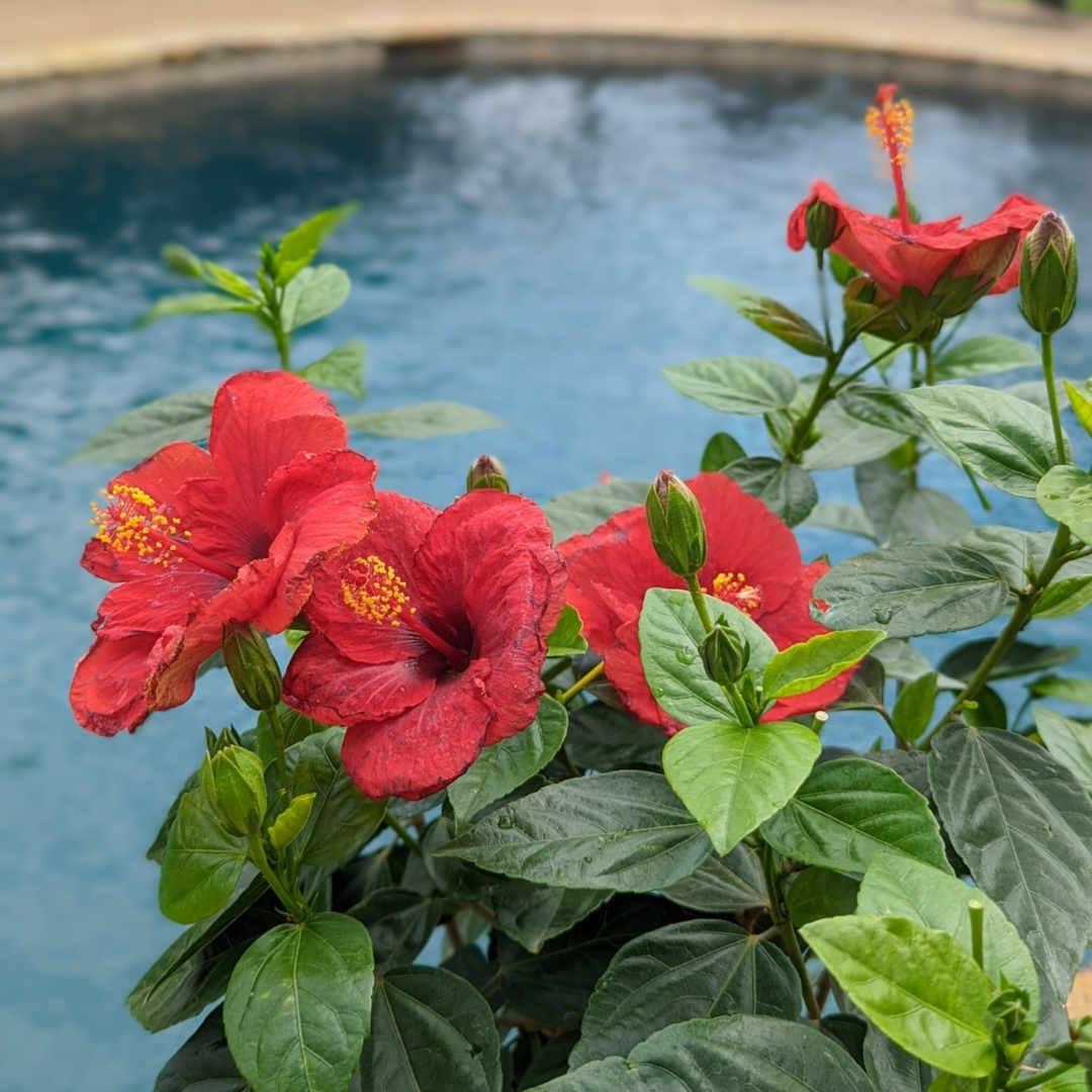 Tropical Hibiscus | Hollywood Hibiscus™ Hot Shot™