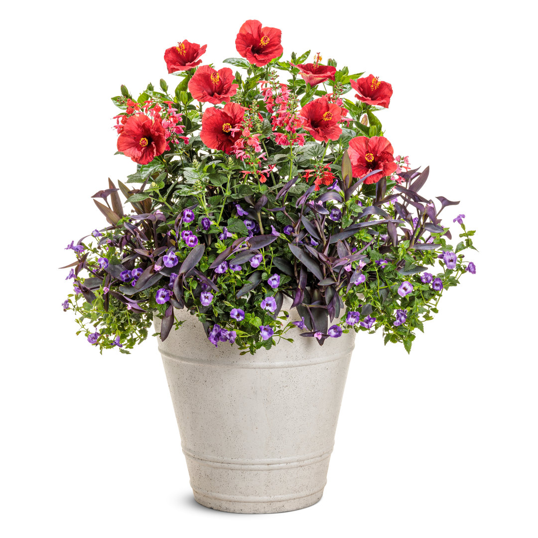 Hosbjerg【ホスビョーク】 Tropical Hibiscus | Hollywood Hibiscus™ Hot Shot™ | Proven Winners