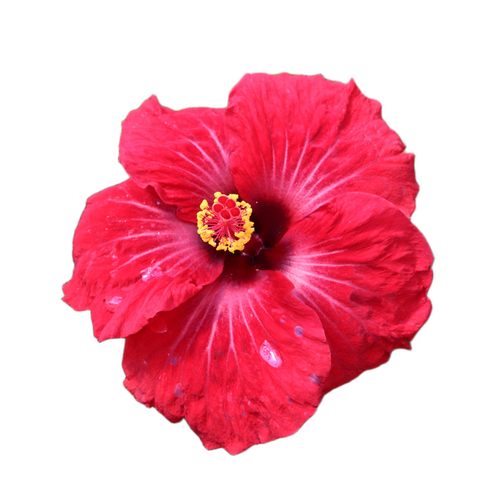 Hollywood Hibiscus® Hot Shot™ Tropical Hibiscus (Hibiscus rosa-sinensis)