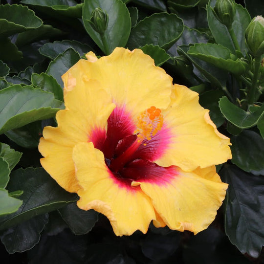 Hollywood Hibiscus™ Rico Suave™ Tropical Hibiscus  (Hibiscus Rosa-sinensis)