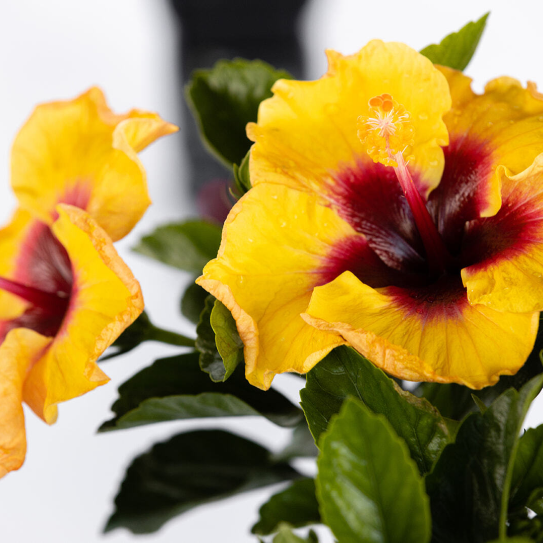 Hollywood Hibiscus® Rico Suave™ Tropical Hibiscus  (Hibiscus rosa-sinensis)