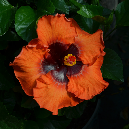 Hollywood Hibiscus® Sunset Boulevard™ Tropical Hibiscus (Hibiscus rosa-sinensis)
