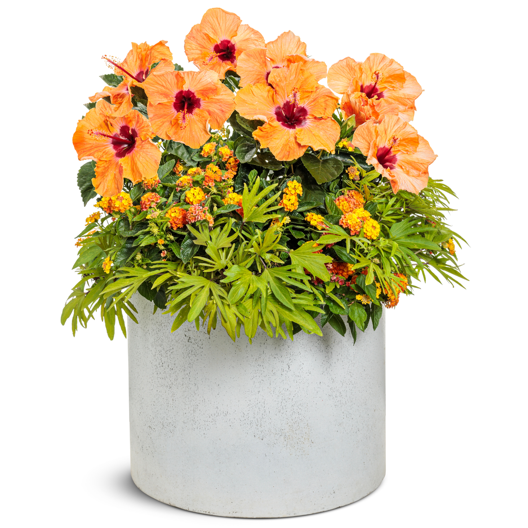 Hollywood Hibiscus® Sunset Boulevard™ Tropical Hibiscus (Hibiscus rosa-sinensis)
