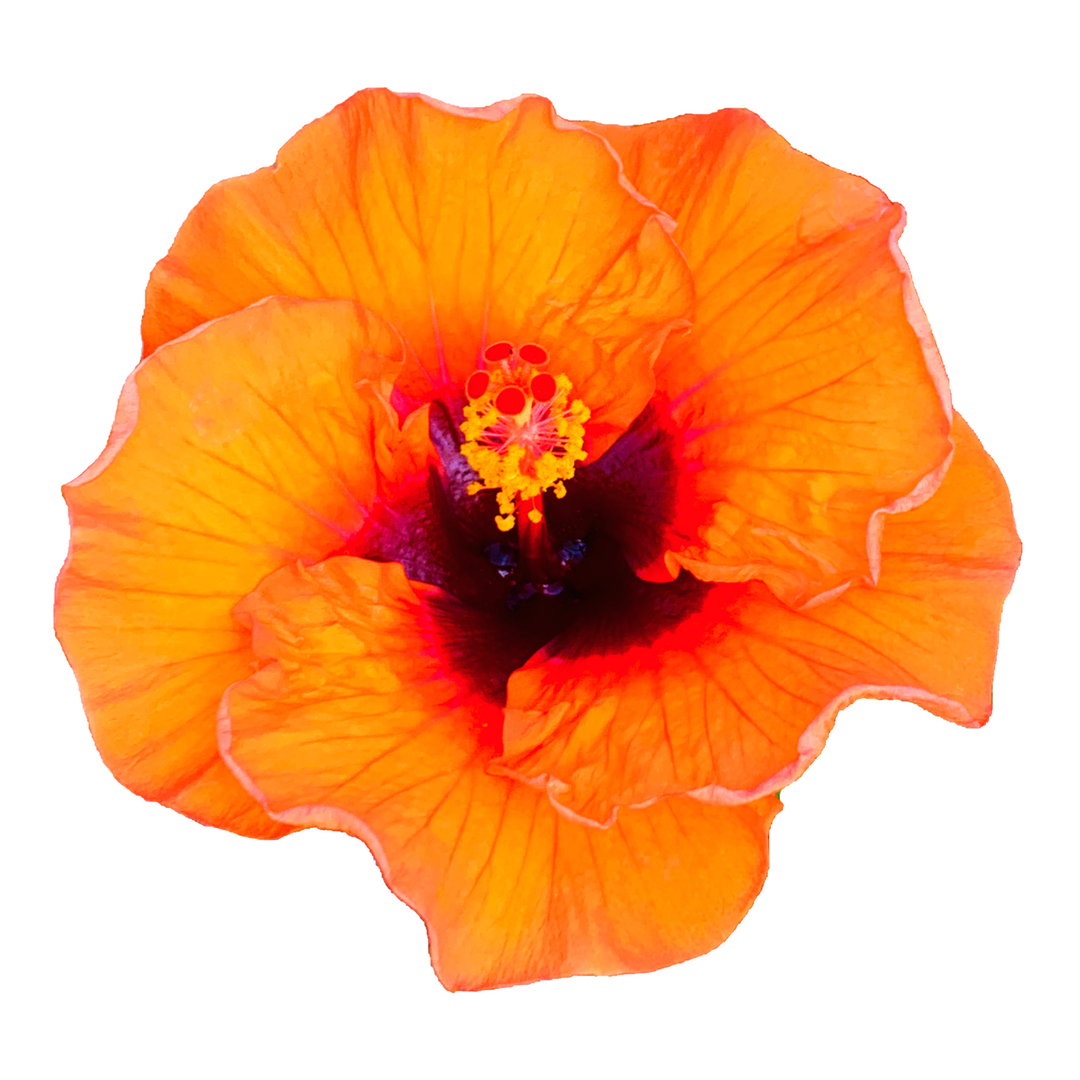 Hollywood Hibiscus® Sunset Boulevard™ Tropical Hibiscus (Hibiscus rosa-sinensis)