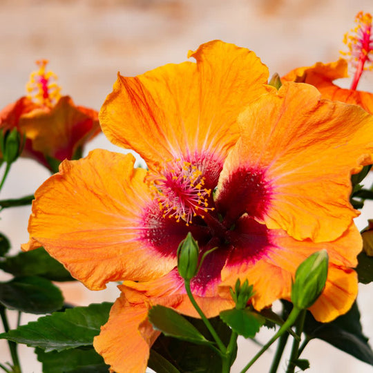 Hollywood Hibiscus™ Disco Diva™ Tropical Hibiscus (Hibiscus Rosa-sinensis)