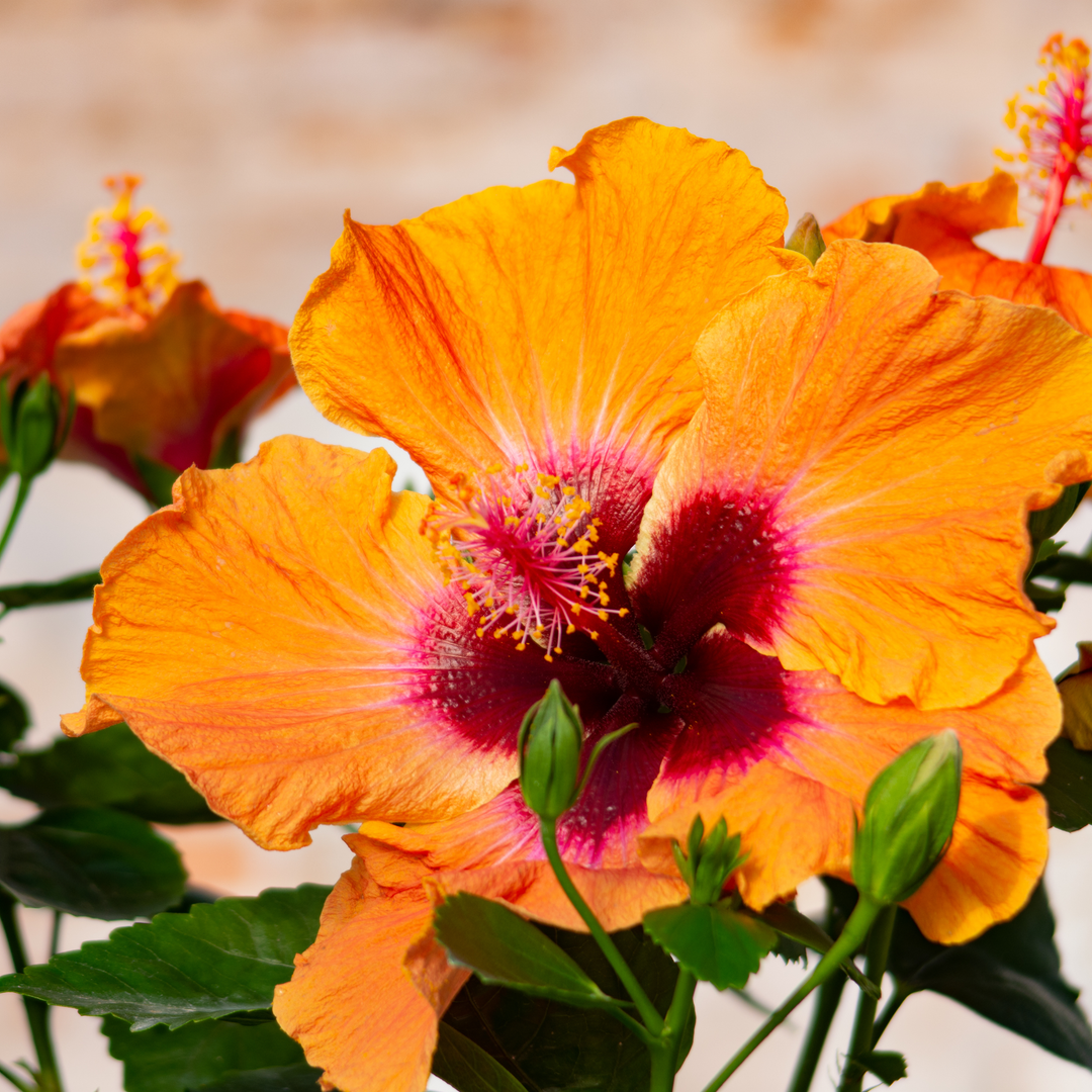 Tropical Hibiscus | Hollywood Hibiscus™ Disco Diva | Proven