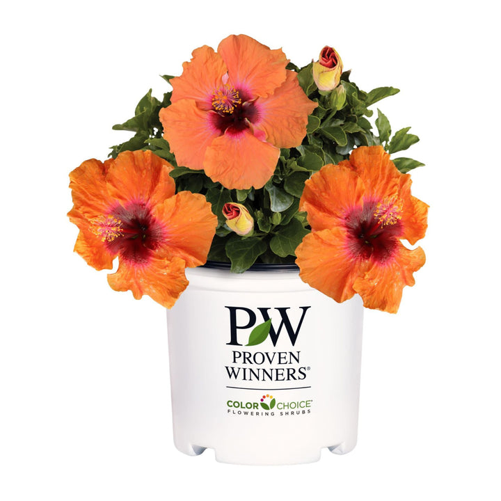 Hollywood Hibiscus® Disco Diva™ Tropical Hibiscus (Hibiscus rosa-sinensis)