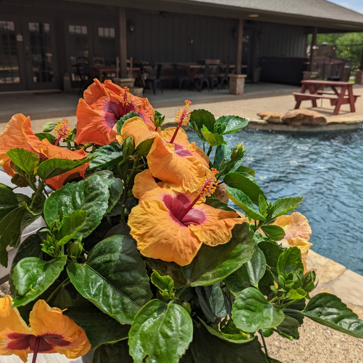 Hollywood Hibiscus® Disco Diva™ Tropical Hibiscus (Hibiscus rosa-sinensis)