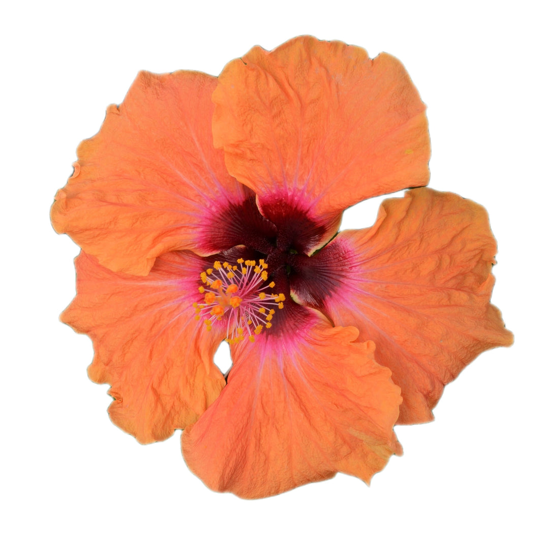 Hollywood Hibiscus® Disco Diva™ Tropical Hibiscus (Hibiscus rosa-sinensis)