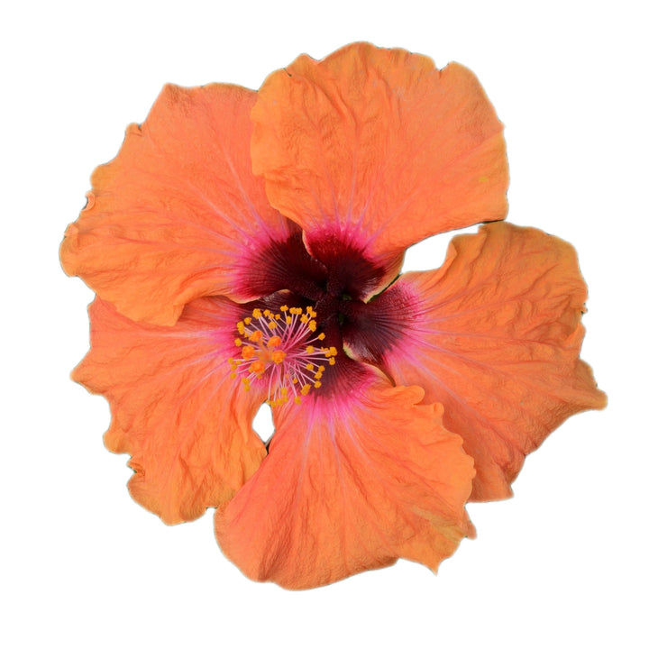 Hollywood Hibiscus® Disco Diva™ Tropical Hibiscus (Hibiscus rosa-sinensis)
