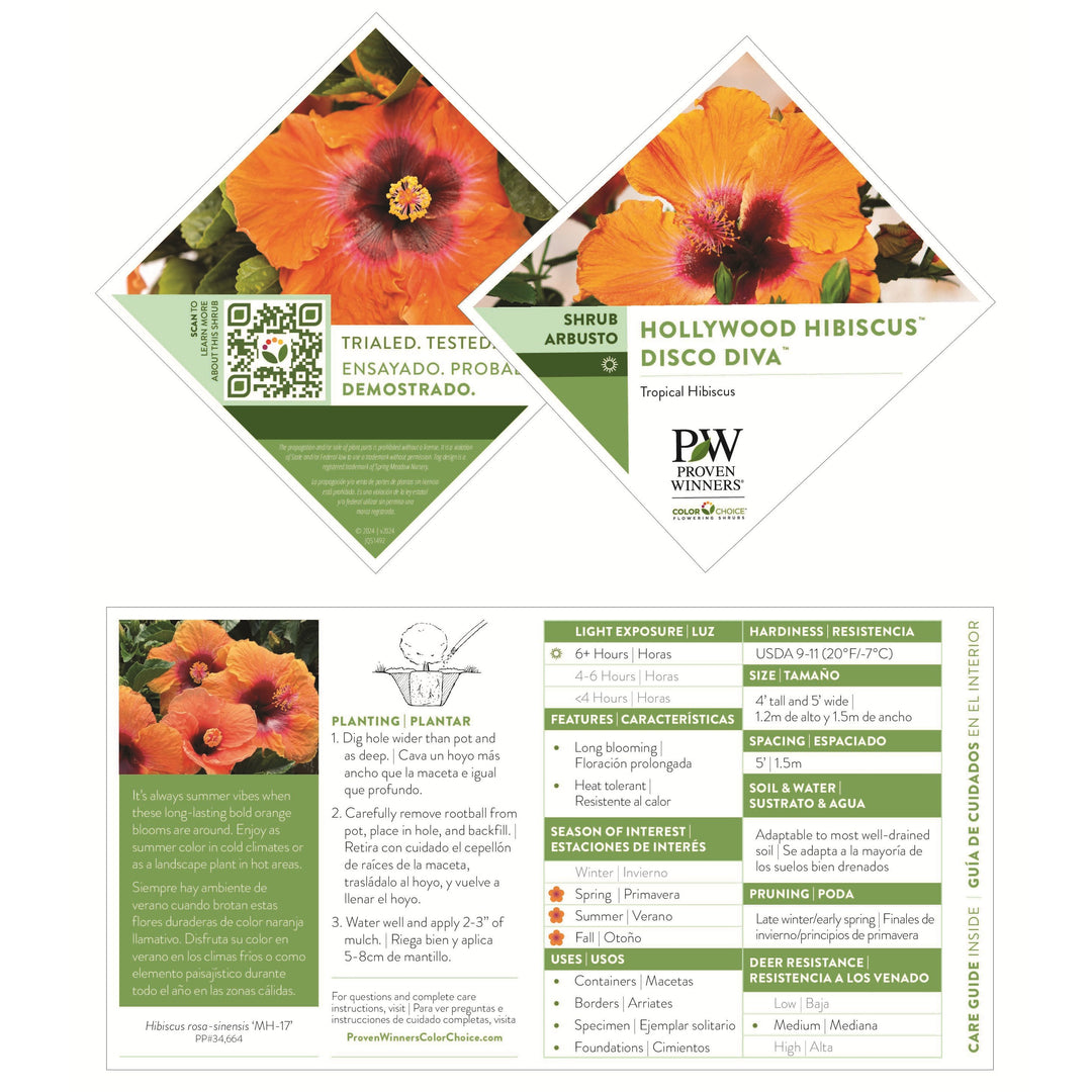 Hollywood Hibiscus® Disco Diva™ Tropical Hibiscus (Hibiscus rosa-sinensis)