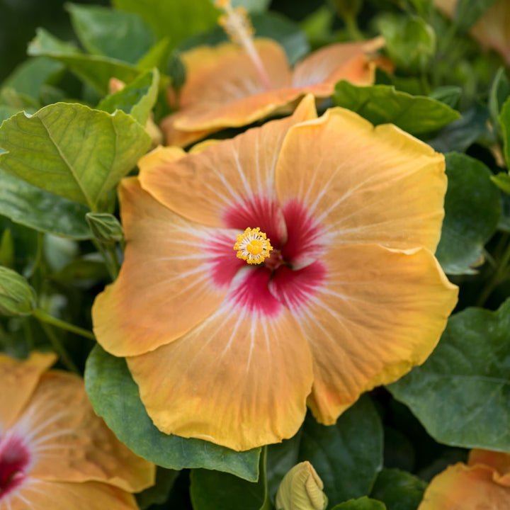 Hollywood Hibiscus® VIP™ Tropical Hibiscus (Hibiscus rosa-sinensis)