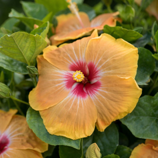 Hollywood Hibiscus® VIP™ Tropical Hibiscus (Hibiscus rosa-sinensis)