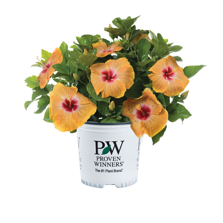Hollywood Hibiscus® VIP™ Tropical Hibiscus (Hibiscus rosa-sinensis)