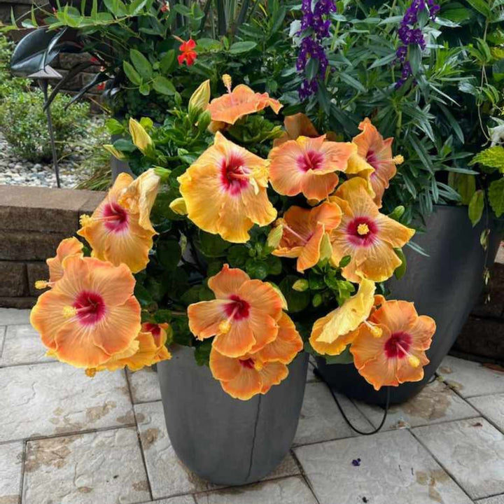 Hollywood Hibiscus® VIP™ Tropical Hibiscus (Hibiscus rosa-sinensis)