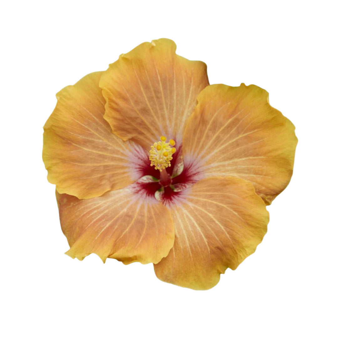 Hollywood Hibiscus® VIP™ Tropical Hibiscus (Hibiscus rosa-sinensis)