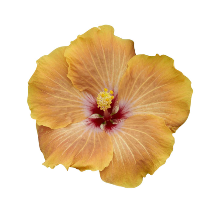 Hollywood Hibiscus® VIP™ Tropical Hibiscus (Hibiscus rosa-sinensis)