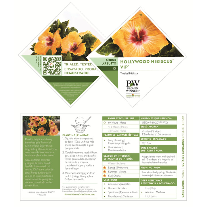 Hollywood Hibiscus® VIP™ Tropical Hibiscus (Hibiscus rosa-sinensis)