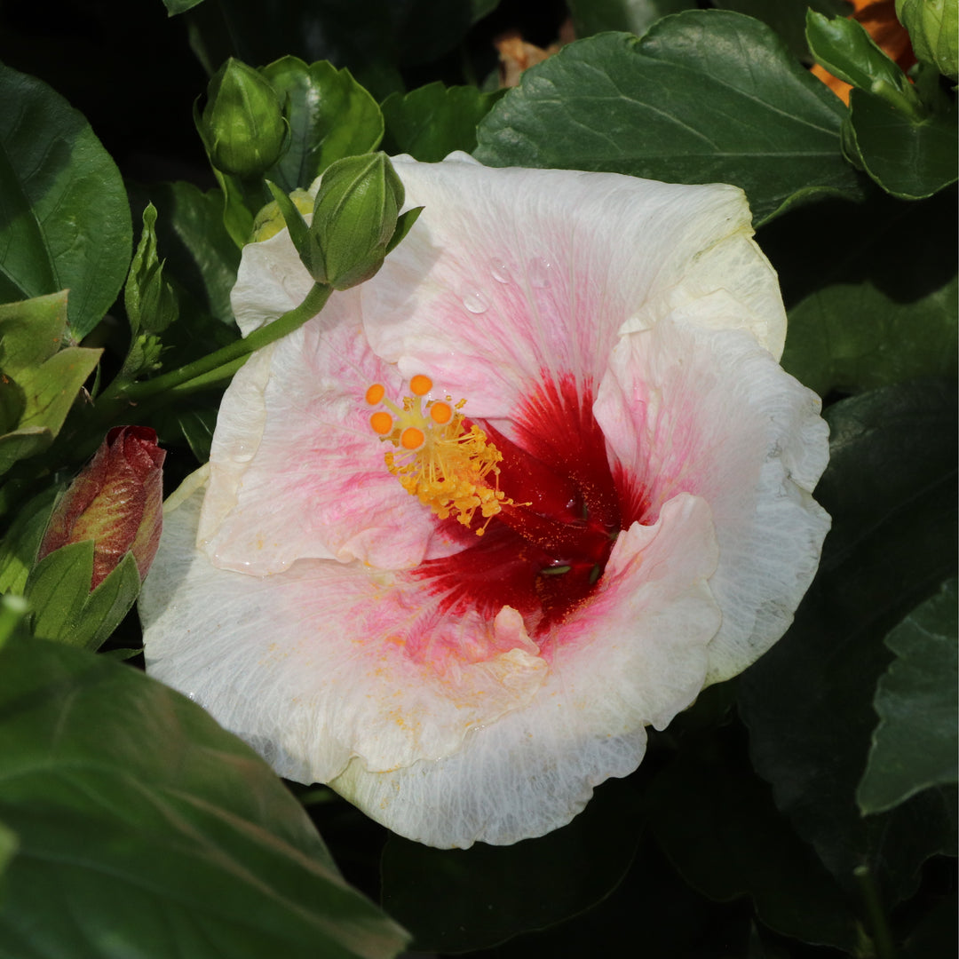 Tropical Hibiscus | Hollywood Hibiscus™ Bloom Bash® | Proven
