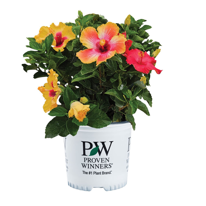 Hollywood Hibiscus® Bloom Bash® Tropical Hibiscus (Hibiscus rosa-sinensis)