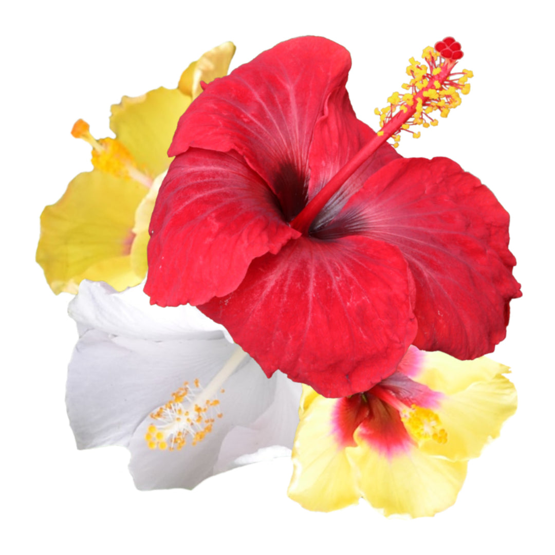 Tropical Hibiscus | Hollywood Hibiscus™ Bloom Bash® | Proven