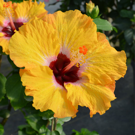 Hollywood Hibiscus® Golden Globe™ Tropical Hibiscus (Hibiscus rosa-sinensis)