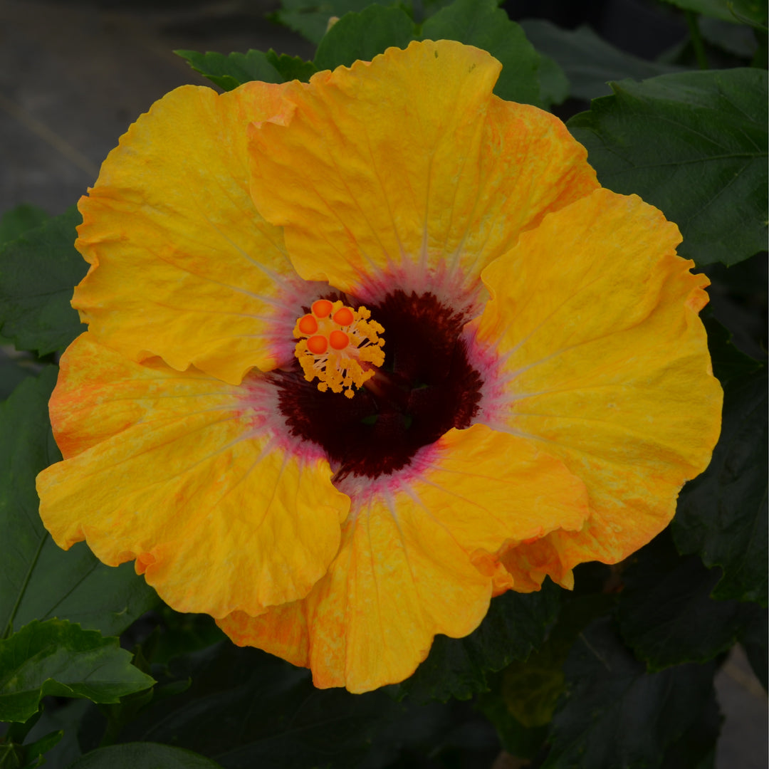 Hollywood Hibiscus® Golden Globe™ Tropical Hibiscus (Hibiscus rosa-sinensis)