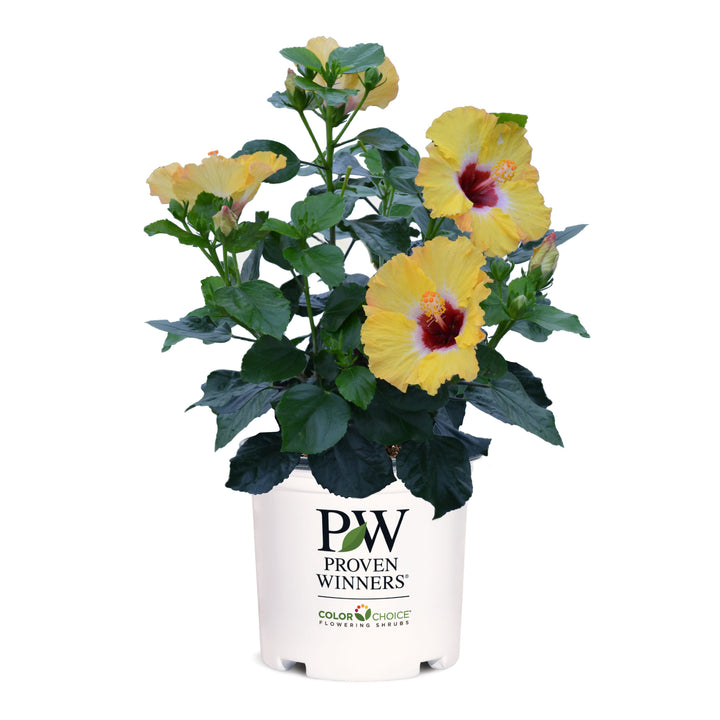 Hollywood Hibiscus® Golden Globe™ Tropical Hibiscus (Hibiscus rosa-sinensis)