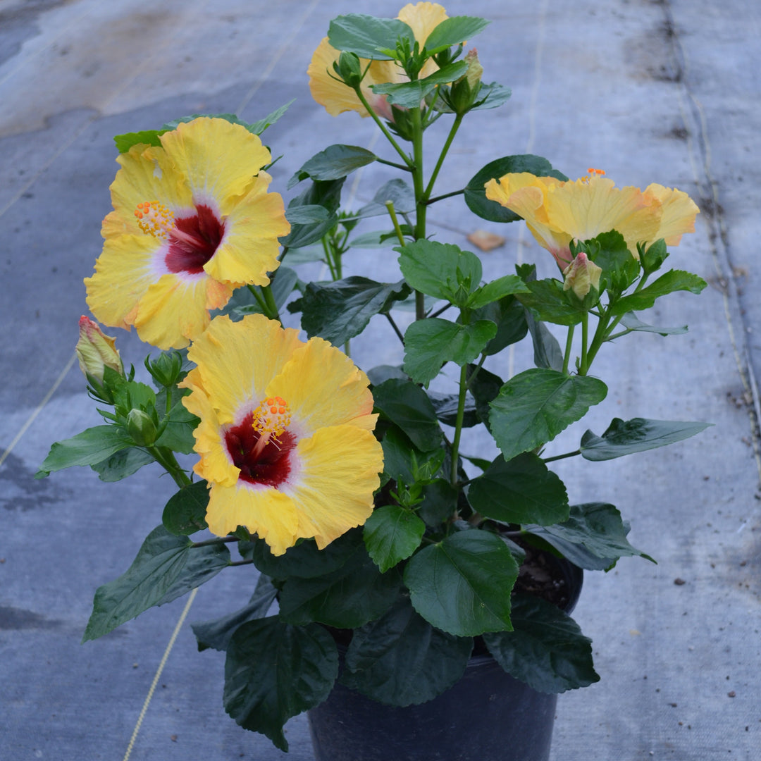Hollywood Hibiscus® Golden Globe™ Tropical Hibiscus (Hibiscus rosa-sinensis)