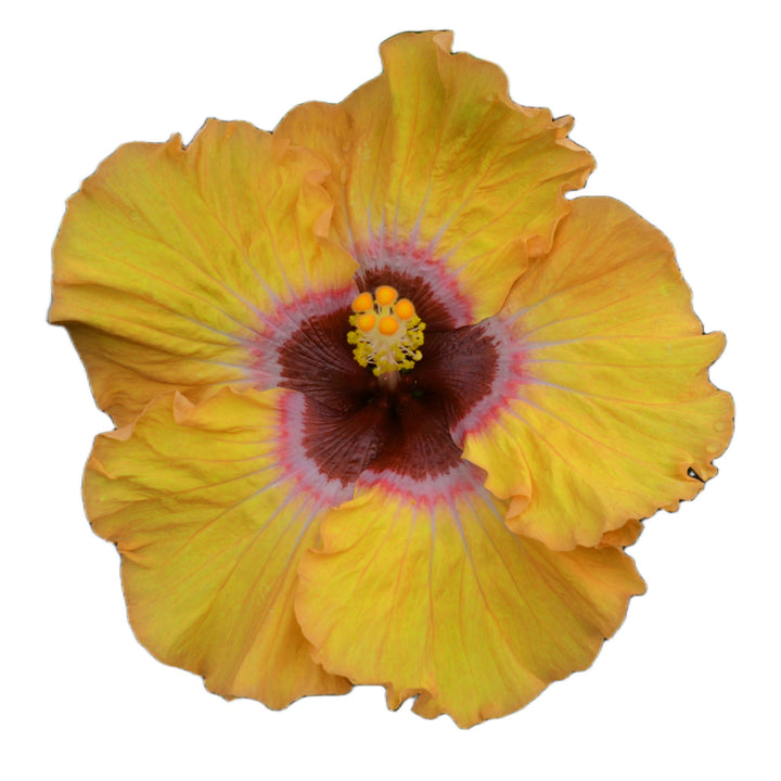Hollywood Hibiscus® Golden Globe™ Tropical Hibiscus (Hibiscus rosa-sinensis)