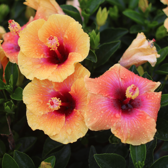 Hollywood Hibiscus® Social Butterfly™ Tropical Hibiscus (Hibiscus rosa-sinensis)