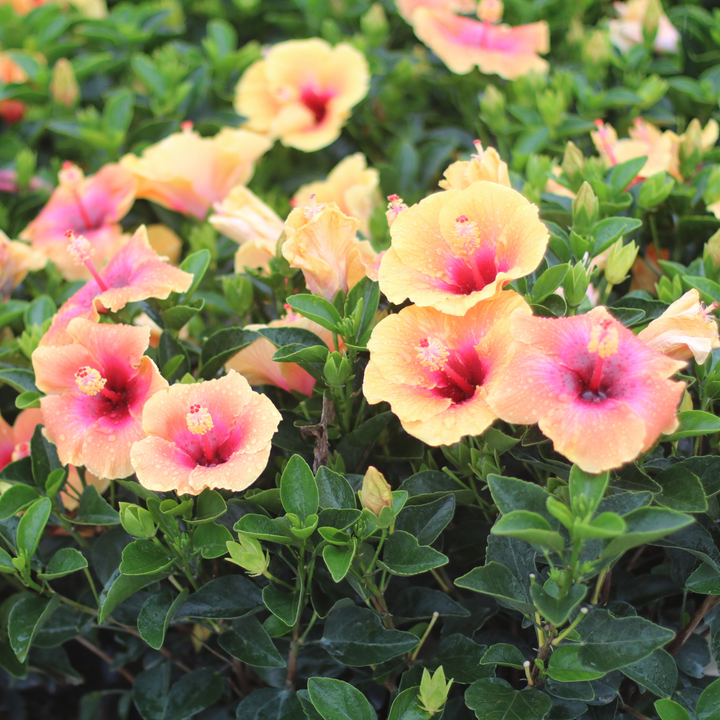 Hollywood Hibiscus® Social Butterfly™ Tropical Hibiscus (Hibiscus rosa-sinensis)