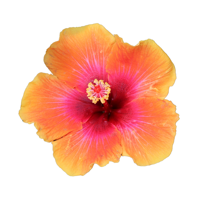Hollywood Hibiscus® Social Butterfly™ Tropical Hibiscus (Hibiscus rosa-sinensis)